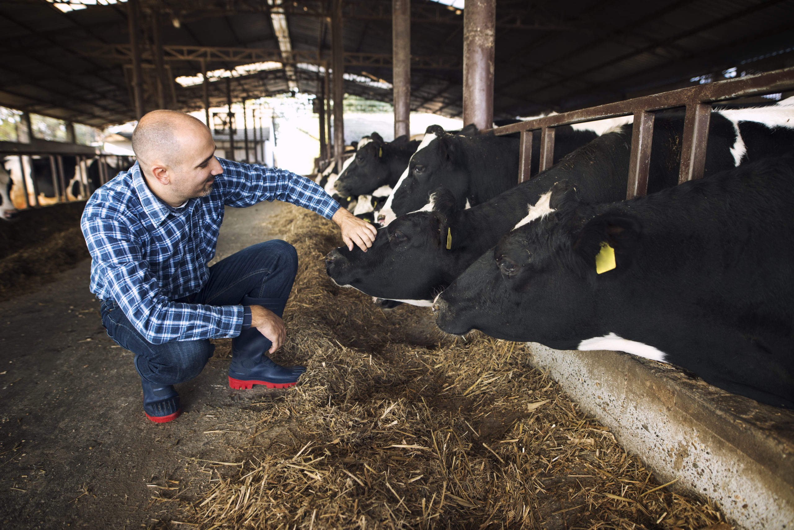 Farm Worker Patting Cow Domestic Animal Livestock.